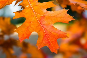 Bright orange tree leaves in autumn - 331020148