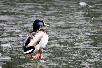 Mallard duck walking on melting ice. Male wild duck on the lake, early spring weather