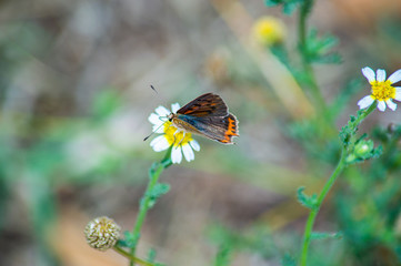 Fototapeta na wymiar Butterfly of the species Argo bronze, scientific name Polyommatus icarus.