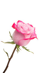 pink rose isolated