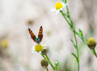 Butterfly of the species Argo bronze, scientific name Polyommatus icarus.