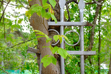 metal fence fused with a tree in the park