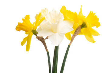 daffodil flowers isolated