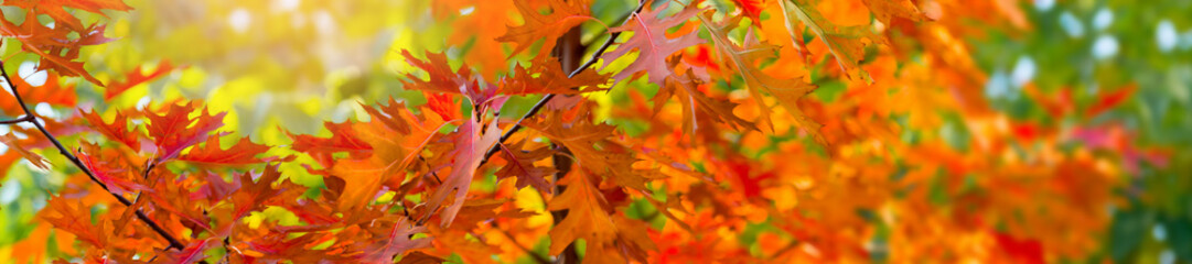 Orange leaves in autumn - 331020947