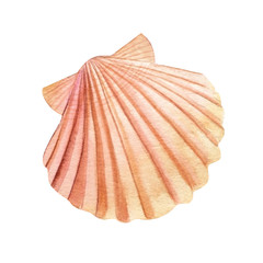 Watercolor seashell, isolated on white background. Hand drawn illustrations