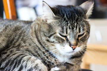 Portrait of brown tabby cat. Big green eyes. A beautiful background for wallpaper, cover, postcard. Isolated, close up. Cats concept. I love my pet.	
