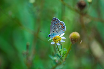 Butterfly of the species argo blu, scientific name Polyommatus icarus.