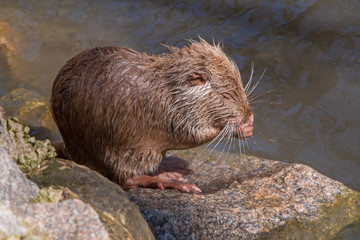 close up of young coypu sitting on stone