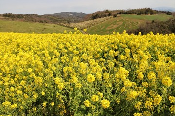あわじ花さじき