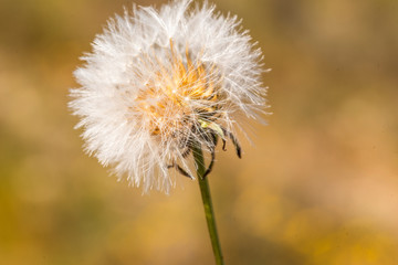 Pretty dandelion flower on a sunny spring morning in the field. This plant with many health benefits besides beautiful and striking