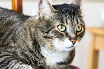 Portrait of brown tabby cat. Big green eyes. A beautiful background for wallpaper, cover, postcard. Isolated, close up. Cats concept. I love my pet.	
