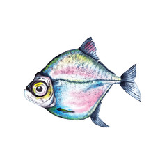 Big-eyed marine fish in blue and pink colours with yellow back. Illustration in close to actual image. Watercolor hand painted isolated elements on white background.