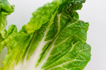 close up of raw leaf of fresh green chinese cabbage