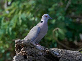 Fototapeta premium Red-eyed Dove (Streptopelia semitorquata)