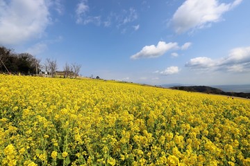 Obraz premium あわじ花さじき