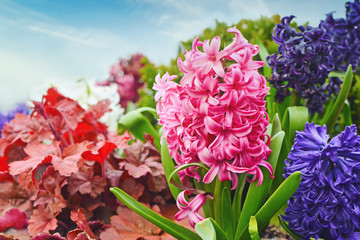 Blooming pink Hyacinth in group of other colorful spring flowers