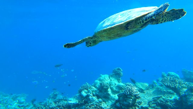 hawksbill turtle breathing at the water surface