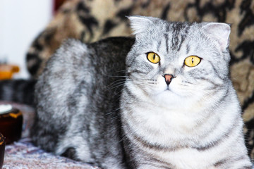 Portrait of grey scottish fold cat. Tabby shorthair kitten. Big yellow eyes. A beautiful background for wallpaper, cover, postcard. Isolated, close up. Cats concept.	