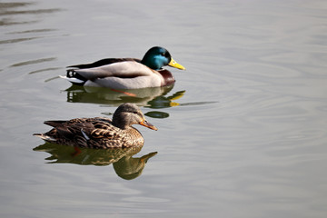 Couple of mallard swimming in the water. Male and female wild ducks on a lake in early spring