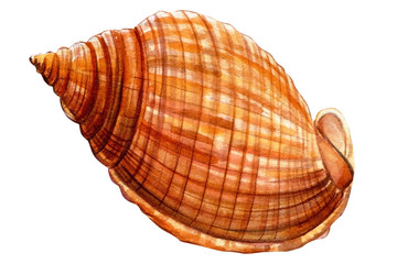 Watercolor seashell, isolated on white background. Hand drawn illustrations