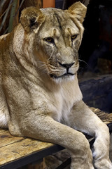 portrait of a lion