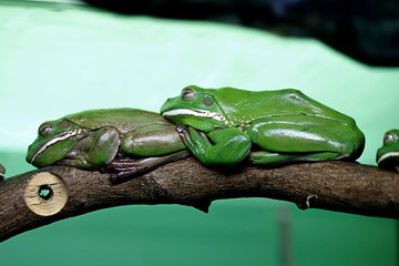 frog on leaf