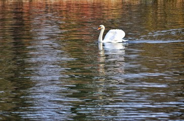 swan in lake