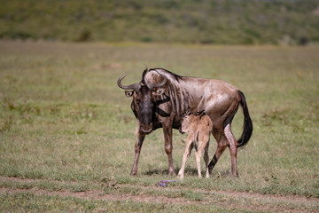 Mother and calf wildebeest in the Masai Mara