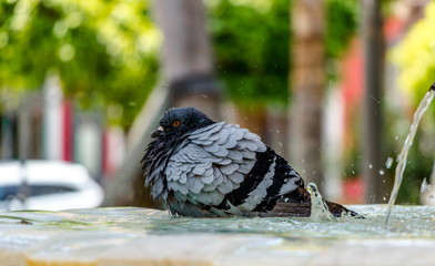 dove bath