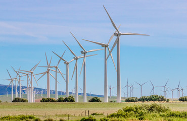 wind turbines in the field