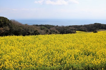 Obraz premium あわじ花さじき