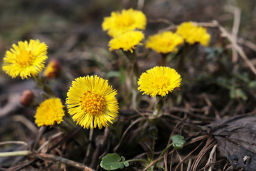 Coltsfoot flowers in a spring forest. Blooming Tussilago farfara, yellow flowers in sunny day
