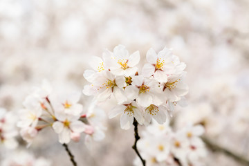 Obraz premium Close up of a branch with white cherry tree flowers in full bloom with blurred background in a garden in a sunny spring day, beautiful Japanese cherry blossoms floral background, sakura