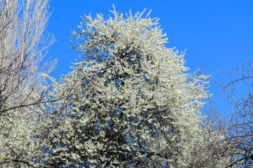 Naklejka premium Tree with large branches with white cherry tree flowers in full bloom and clear blue sky in a garden in a sunny spring day, beautiful Japanese cherry blossoms floral background, sakura