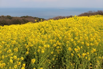 Obraz premium あわじ花さじき
