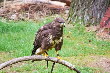Common Buzzard at Falconry ( Buteo Buteo )
