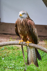 Red Kite at Falconry (Milvus milvus)