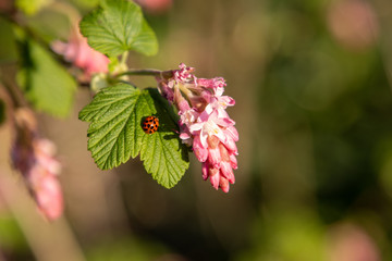 ladybug on leaf