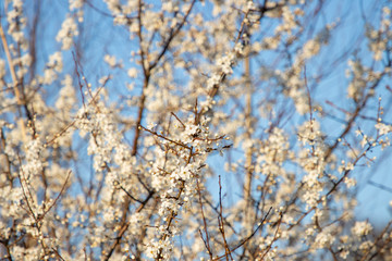 white flowers in spring