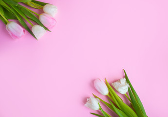 Pink tulips on the pink background. Flat lay, top view. Valentines background.