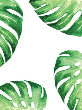 watercolor frame with tropical leaf monstera on white background for wedding, birthday, parfums