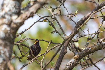 Starling with a caterpillar in spring