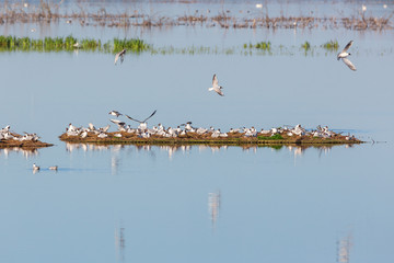Black-headed Gull colony