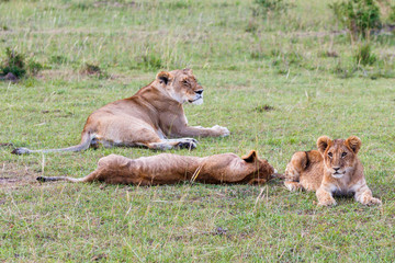Fototapeta premium Lioness with her cubs in the grass