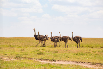 Family group with ostriches on the savanna