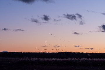 A flock of cranes play in the air after sunset