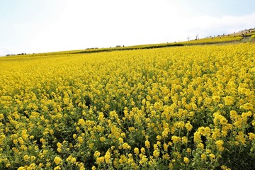 Obraz premium あわじ花さじき