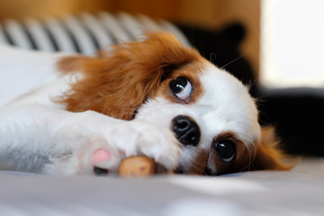 A cute young cavalier king charles spaniel playing with some wooden stick on the floor.