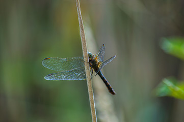Beautiful dragonfly placed on a twig.