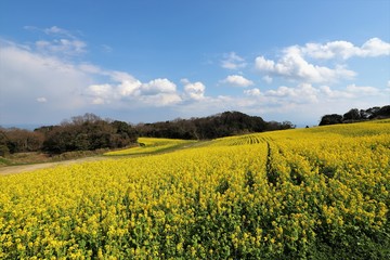 あわじ花さじき